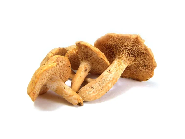 HEDGEHOG DRIED MUSHROOM UK