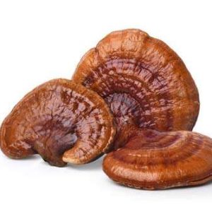 REISHI DRIED MUSHROOMS UK