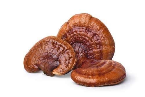 REISHI DRIED MUSHROOMS UK